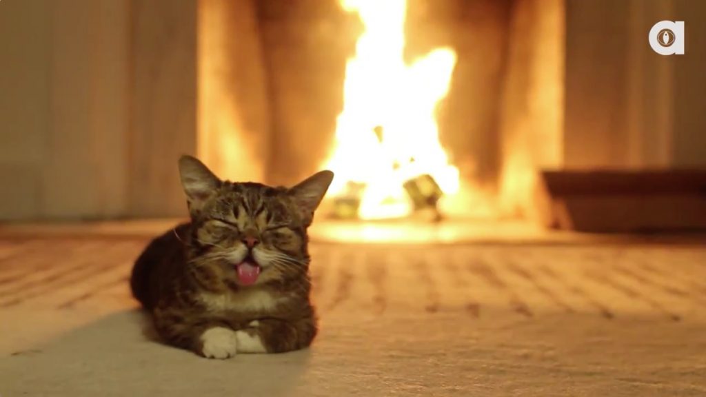 lil-bub-yule-log