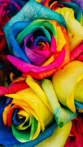 Rainbow HD Flower Wallpaper for iPhone 7