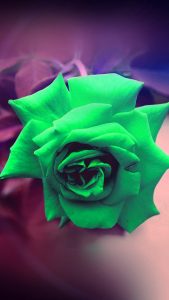 Light Green HD Flower Wallpapers for iPhone 7