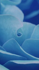 Light Blue Closeup HD Flower Wallpapers for iPhone 7