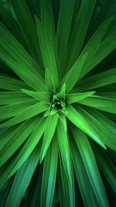 Green HD Flower Wallpaper for iPhone 7