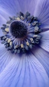 Blue Closeup HD Flower Wallpaper for iPhone 7