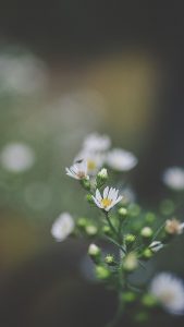 White HD Flower Wallpapers for iPhone 7