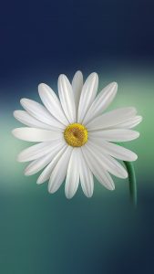 White HD Flower Wallpapers for iPhone 7