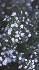 Many White HD Flower Wallpapers for iPhone 7