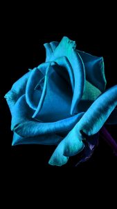 Blue HD Flower Wallpaper for iPhone 7