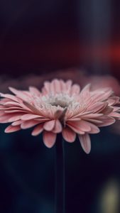 Light Pink Closeup HD Flower Wallpapers for iPhone 7