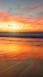 Sunset Birds Wallpapers HD for iPhone 7