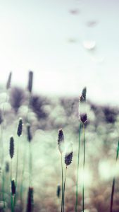 Light Grass Wallpapers HD for iPhone 7