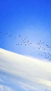 Birds in Sky Wallpapers HD for iPhone 7