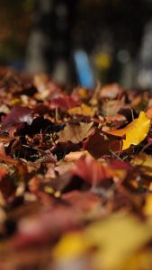 Brown Leaves Wallpapers HD for iPhone 7