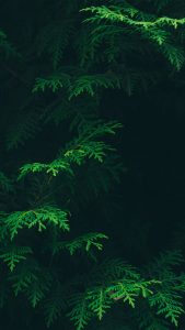 Nature Wallpapers HD for iPhone 7 - 6
