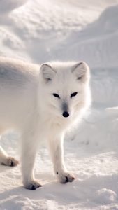 White Fox Wallpaper in HD for iPhone 7