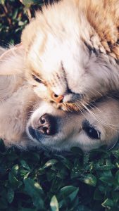 Cat and Dog Wallpaper in HD for iPhone 7