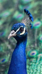 Peacock Head Wallpaper in HD for iPhone 7