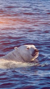 Polar Bear Swimming Wallpaper in HD for iPhone 7