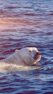 Polar Bear Swimming Wallpaper in HD for iPhone 7