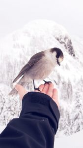 Bird on Hand Wallpaper in HD for iPhone 7