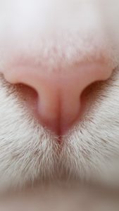 Cat Nose Wallpaper in HD for iPhone 7