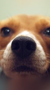 Dog Closeup Wallpaper in HD for iPhone 7