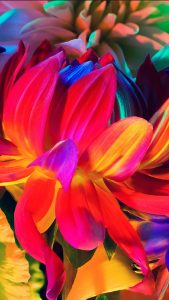 Rainbow Flower iPhone 7 Colorful Wallpapers