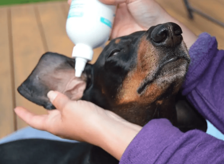 How to Clean Dog Ear Infection Tapscape