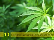 10 Odd and Fascinating Facts about Cannabis