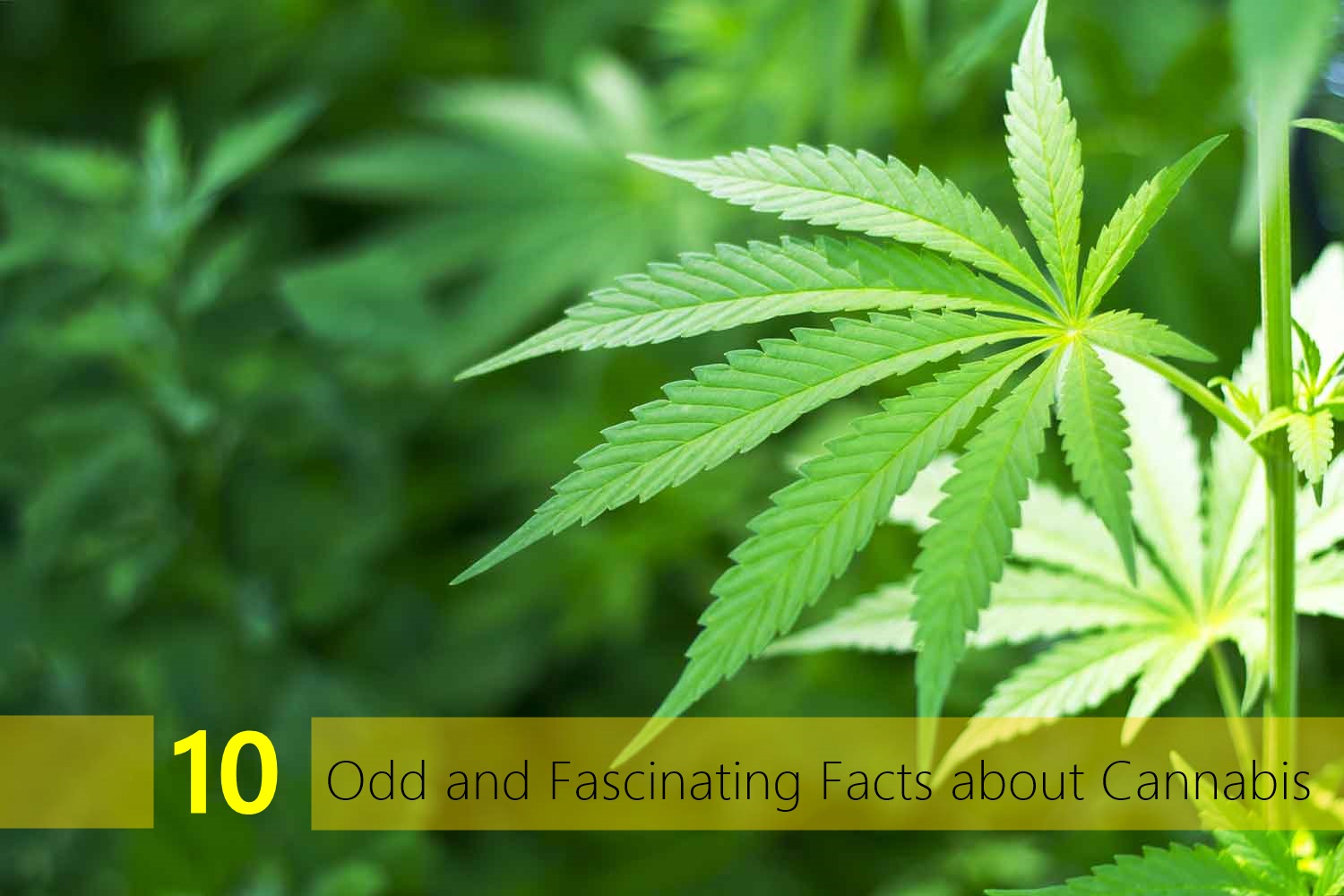 10 Interesting Facts About Growing Marijuana