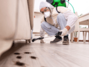 5 Best Ways to Get Rid Of Cockroaches