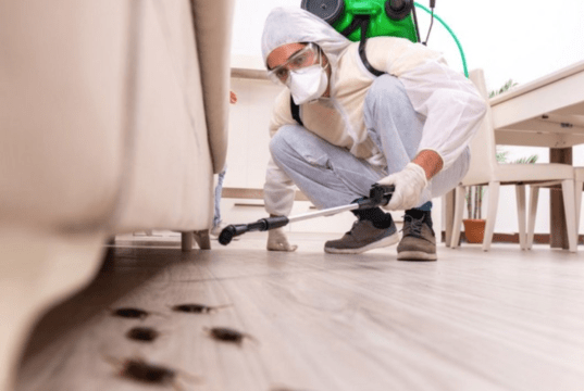 5 Best Ways to Get Rid Of Cockroaches