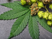 Uses and Benefits of Humulene Terpenes Uses and Benefits of Humulene Terpenes