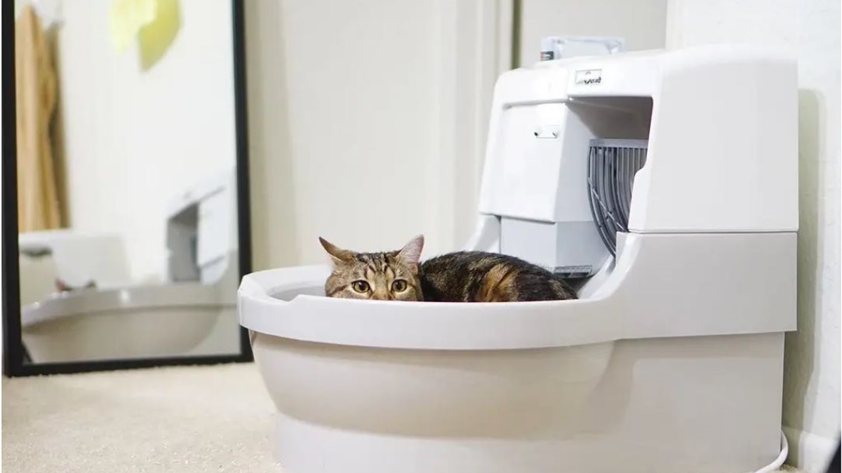 Why Do Automatic Litter Boxes Cost So Much