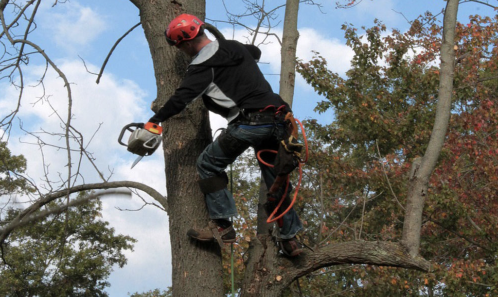 Best Tree Trimmers in Oahu