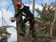 Best Tree Trimmers in Oahu Best Tree Trimmers in Oahu