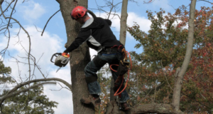 Best Tree Trimmers in Oahu