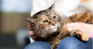 Simple Care Tips for Cat Breeds