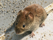 How To Get Rid Of Mice For Good