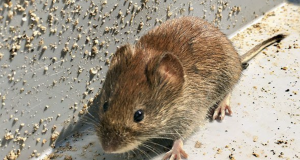 How To Get Rid Of Mice For Good