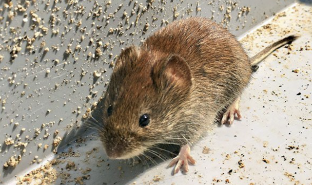 How To Get Rid Of Mice For Good
