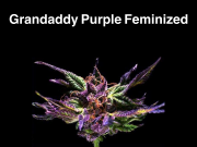 Grandaddy Purple Feminized