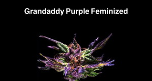 Grandaddy Purple Feminized