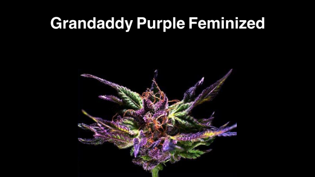 Grandaddy Purple Feminized