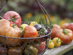 How To Grow Seed Outdoors