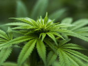 5 Facts That Nobody Told You About Full Spectrum