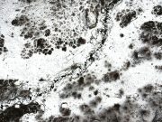 Washington DC Mold Removal: What You Should Know About Black Mold Washington DC Mold Removal What You Should Know About Black Mold