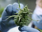 Can You Include THC O Gummies In Your Workout Routine? Can You Include THC O Gummies In Your Workout Routine?