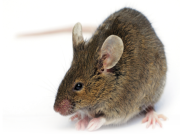 How To Help Get Rid Of Mice In An Apartment How To Help Get Rid Of Mice In An Apartment