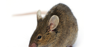 How To Help Get Rid Of Mice In An Apartment