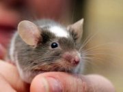 Serious Issues Caused by a Rat Bite Serious Issues Caused by a Rat Bite