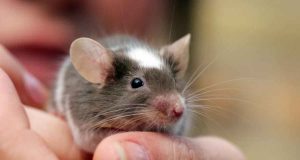 Serious Issues Caused by a Rat Bite